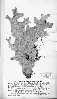 Lobaria pulmonaria image